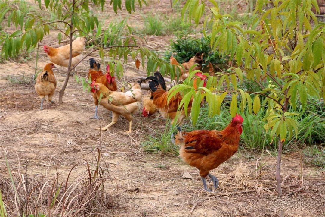 我国人民治理蝗虫的方法竟是养鸡鸭?真正的全军出"鸡"