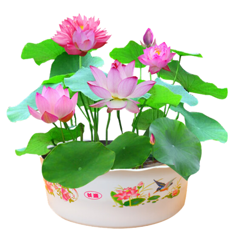 欧悟四季开花荷花水培盆栽选购技巧有哪些?看质量评测怎么样!