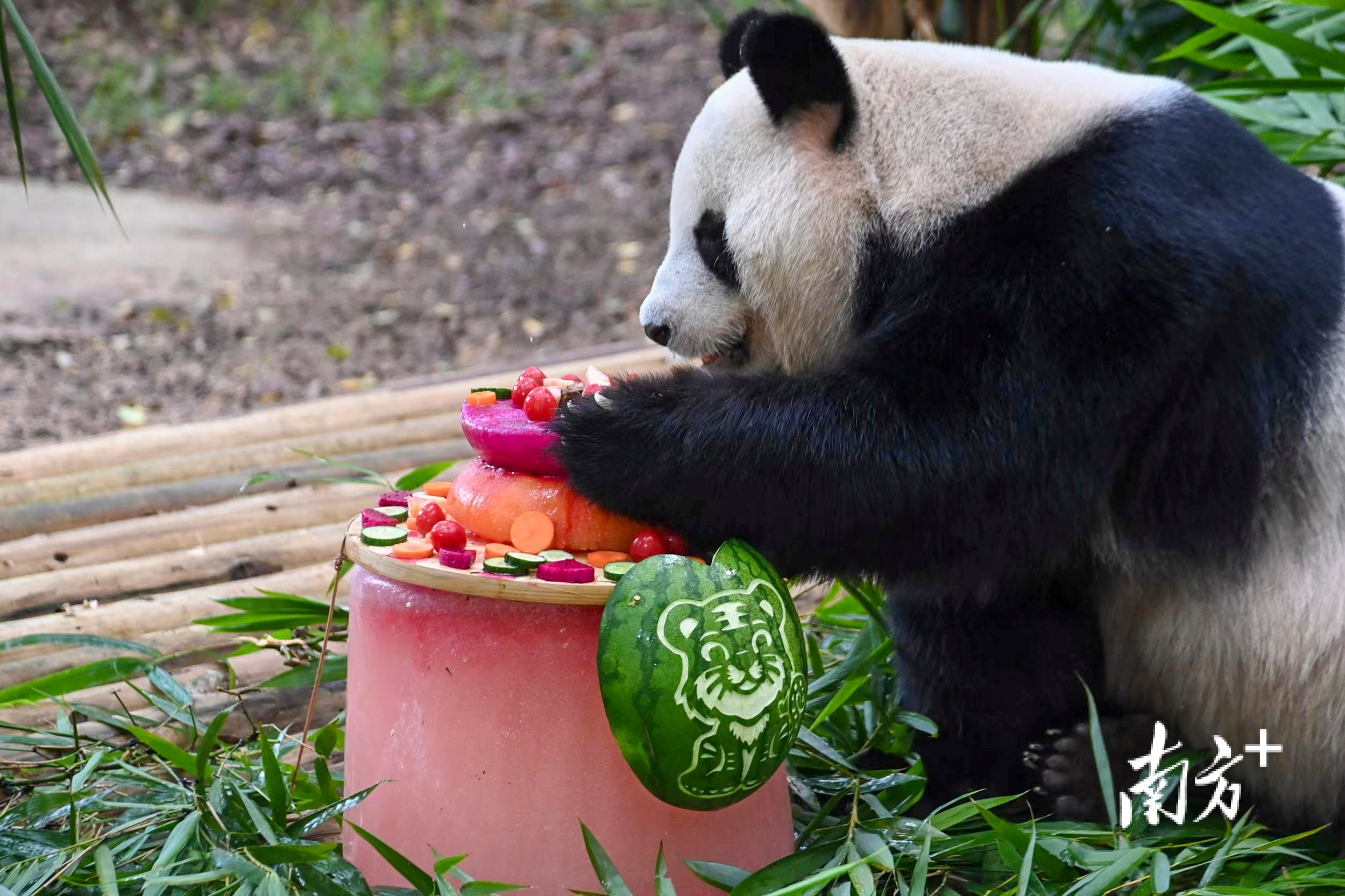 视频|萌翻!深圳动物园大熊猫"园舟"迎来12岁生日