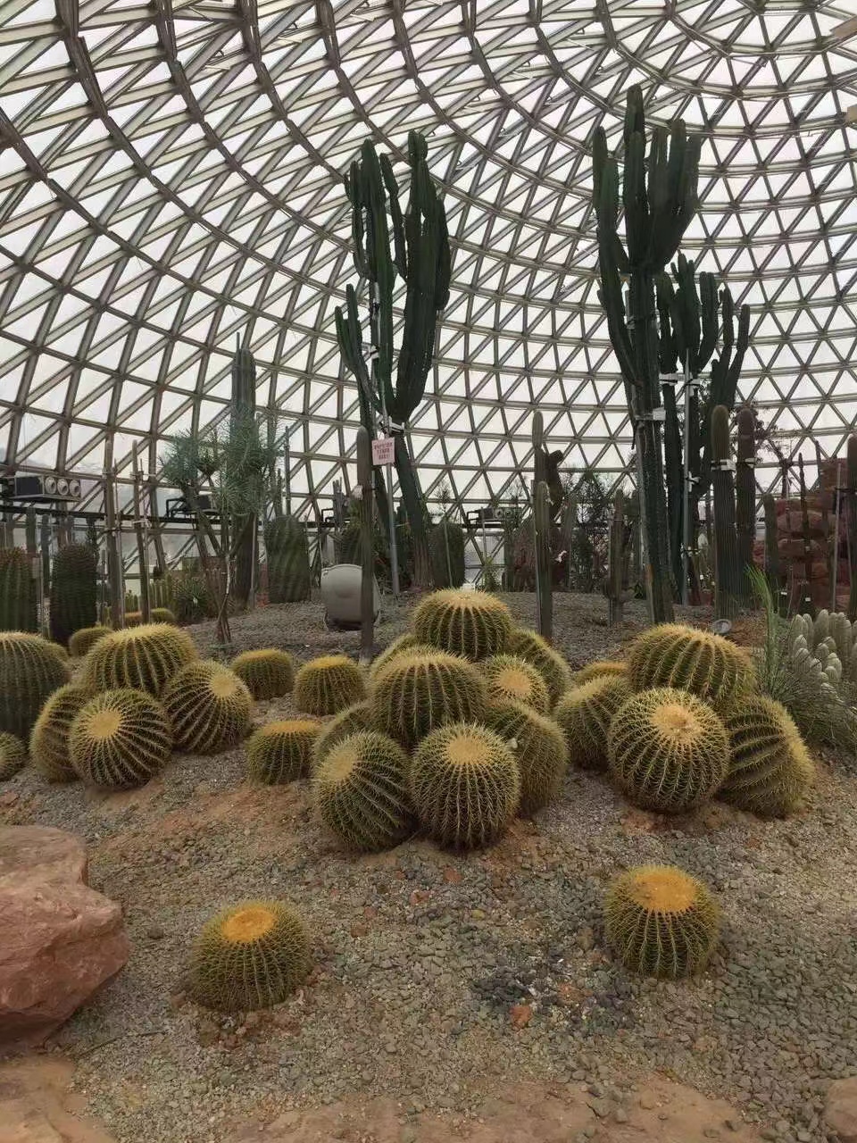 沙漠中的生命奇迹:植物景观的贡献