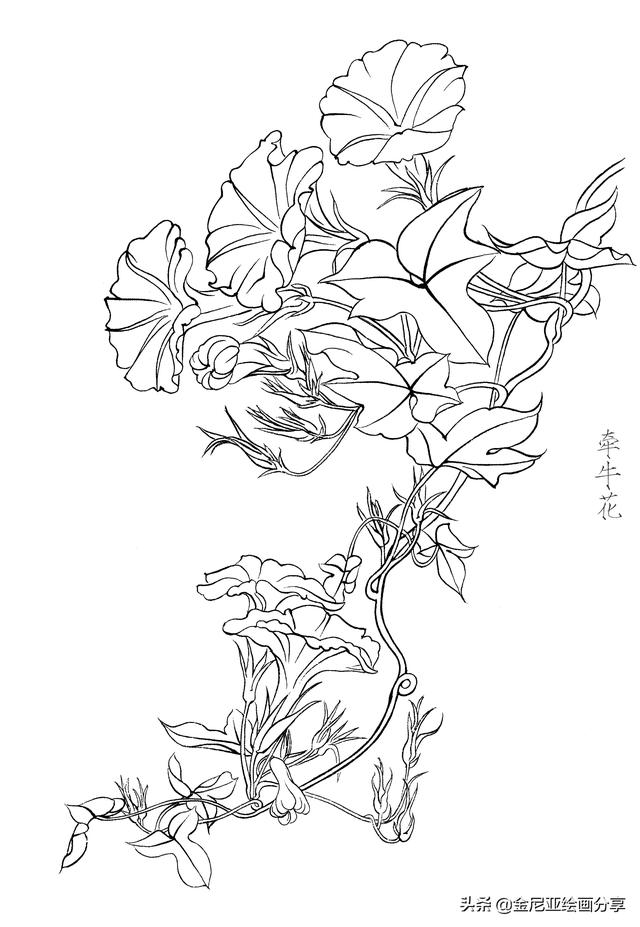 线描花卉工笔图片