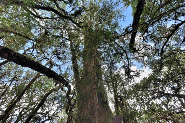 昌寧縣:加大生物多樣性保護 實現人與自然和諧共生