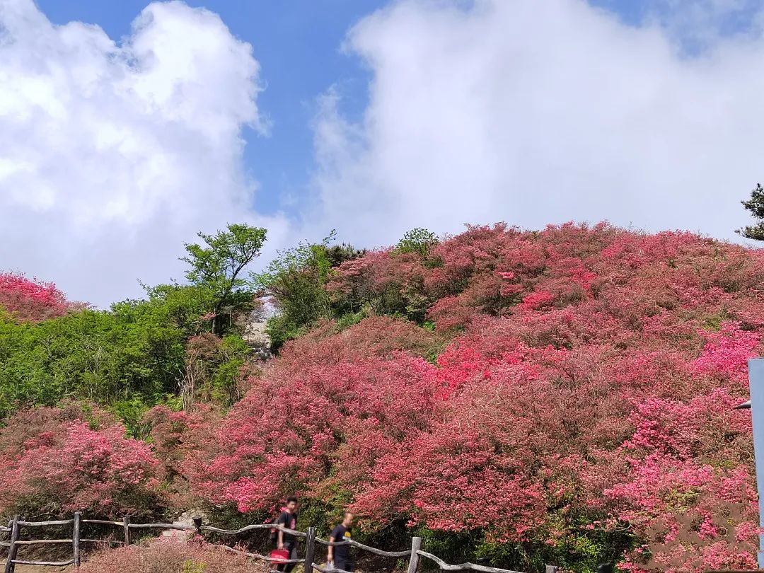 421龟峰山杜鹃花海实况