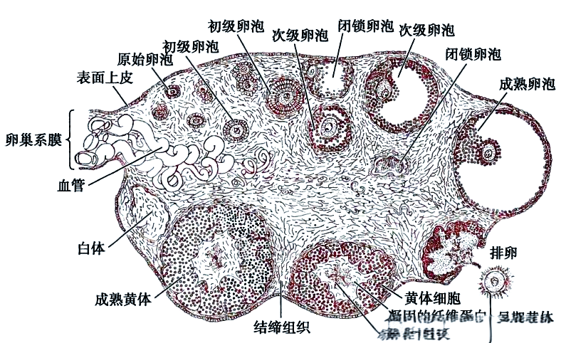卵巢的解剖位置,组织学特征及功能概述