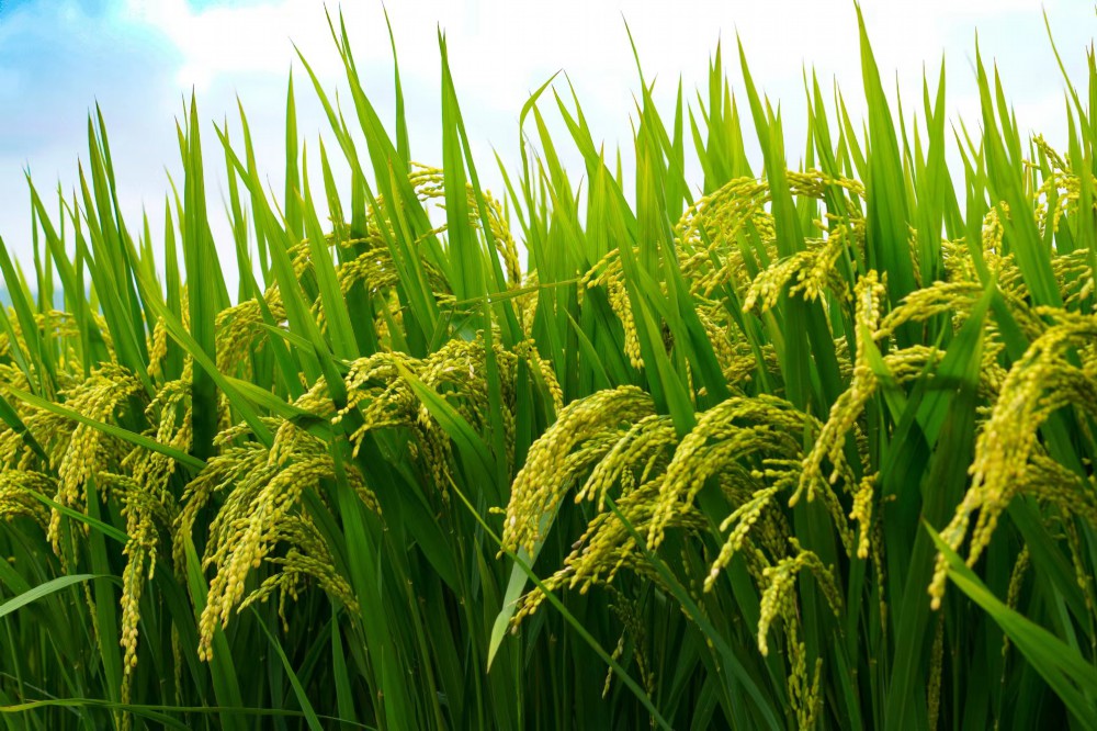 舒兰75万亩水稻丰收在望