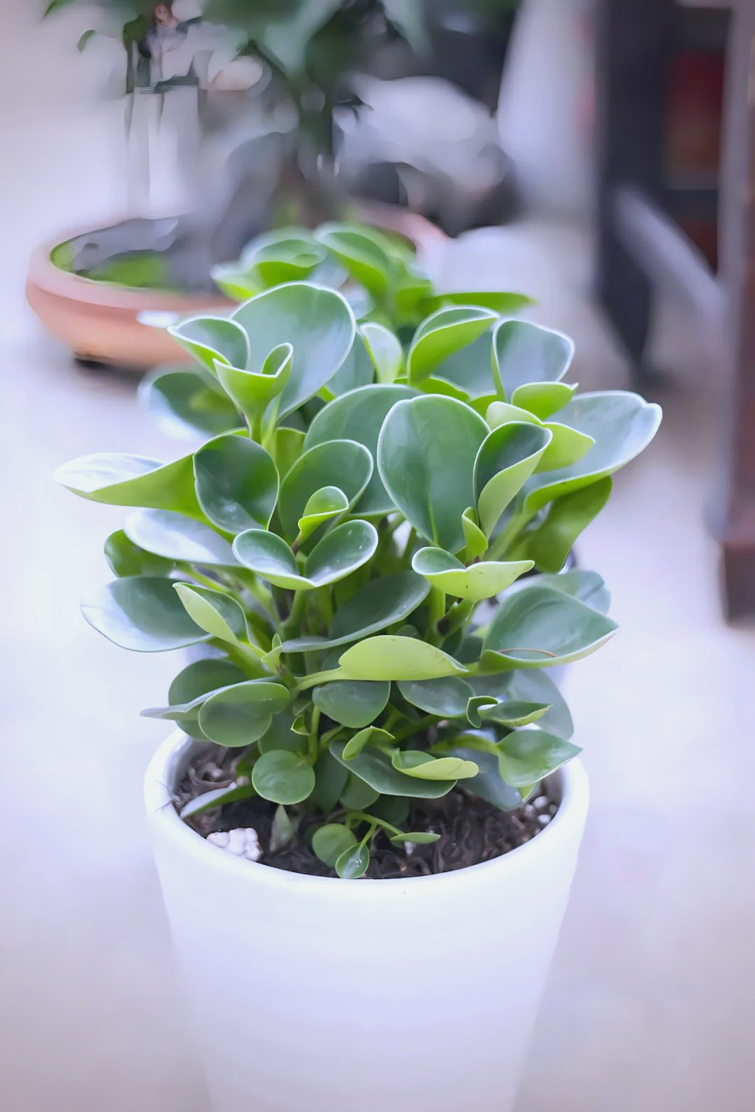 豆瓣绿家居养殖全攻略:打造绿意盎然的家居环境