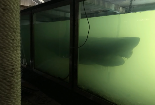 废弃水族馆惊现「僵尸」鲨鱼,恐怖片的素材又增加了