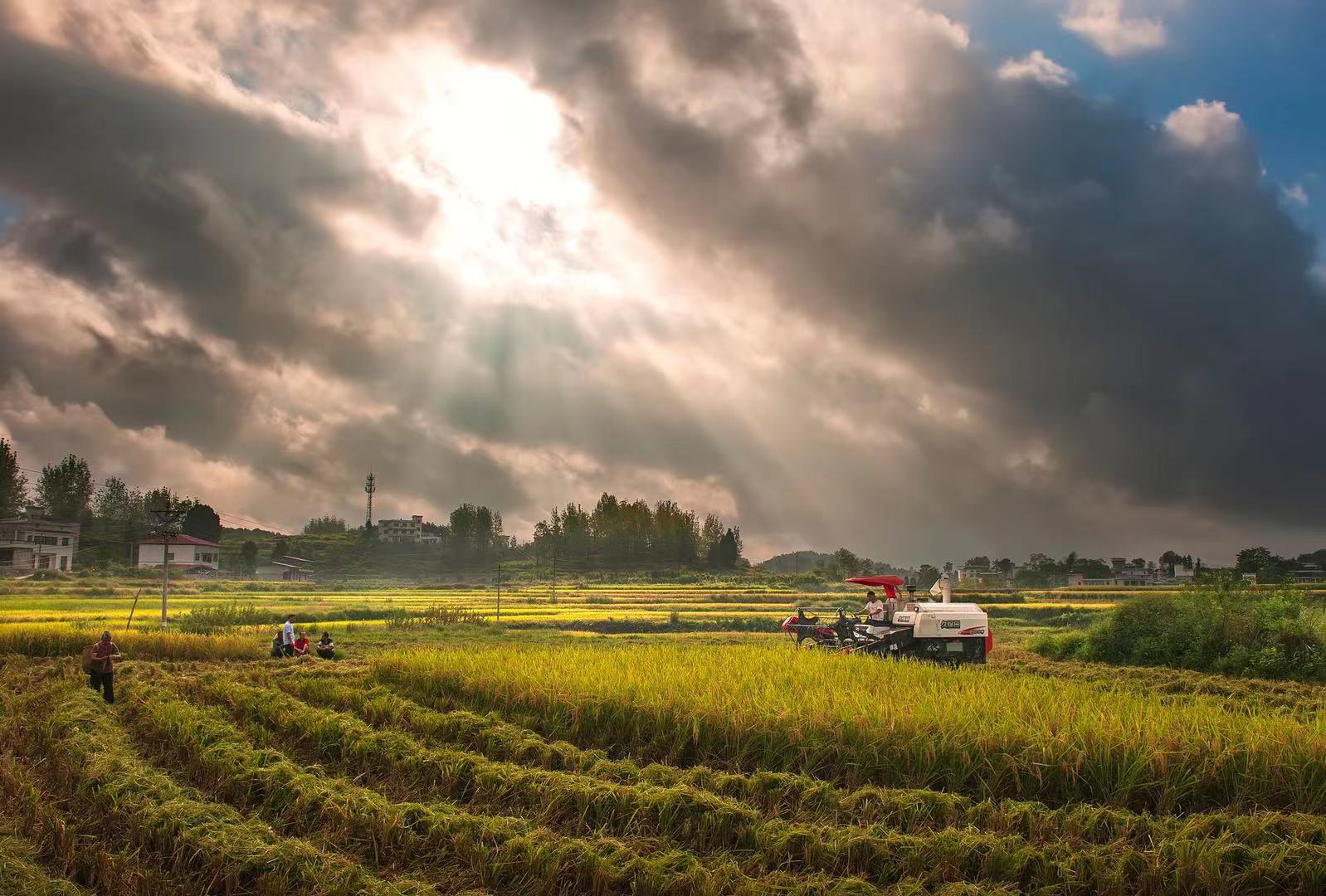 碧江:稻海翻金浪 风吹稻米香