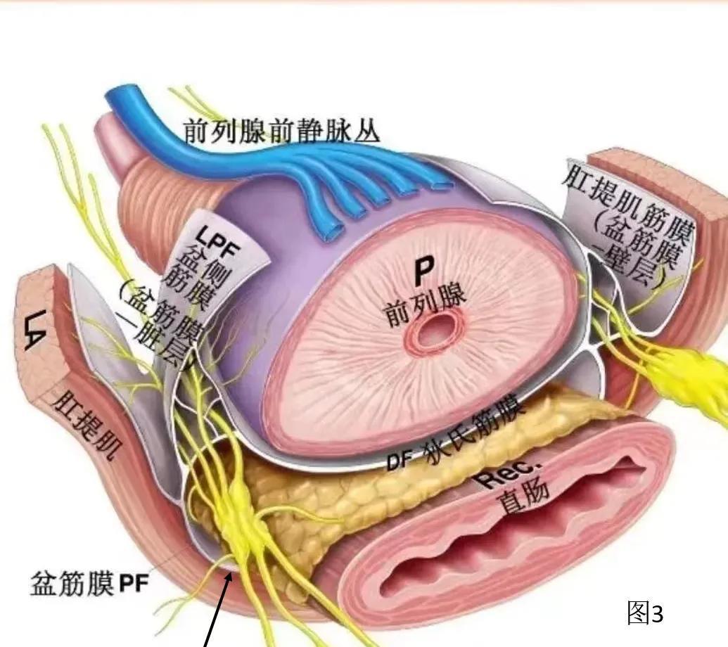 35岁得了前列腺炎?这一方请收好
