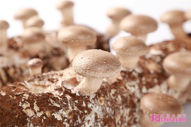 庆丰收 迎盛会|山东七河生物科技股份有限公司引领数字化香菇产业