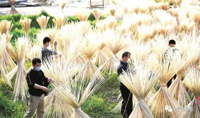 学习强国｜湖北咸宁：让竹产业成为主产业