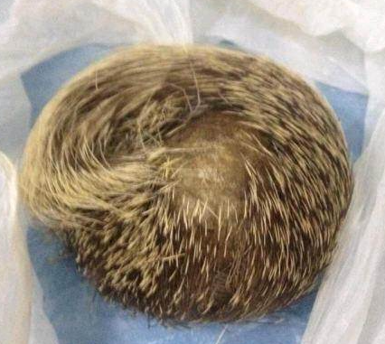 麝为什么要咬掉自己的麝香