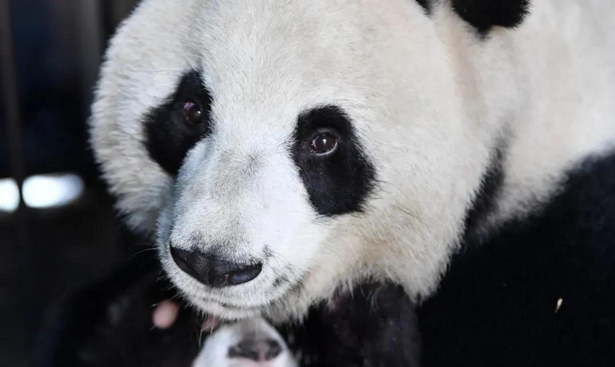 公园回应大熊猫"珠珠"翻墙越狱#  熊猫家族里也有老顽童了,这不,奶奶