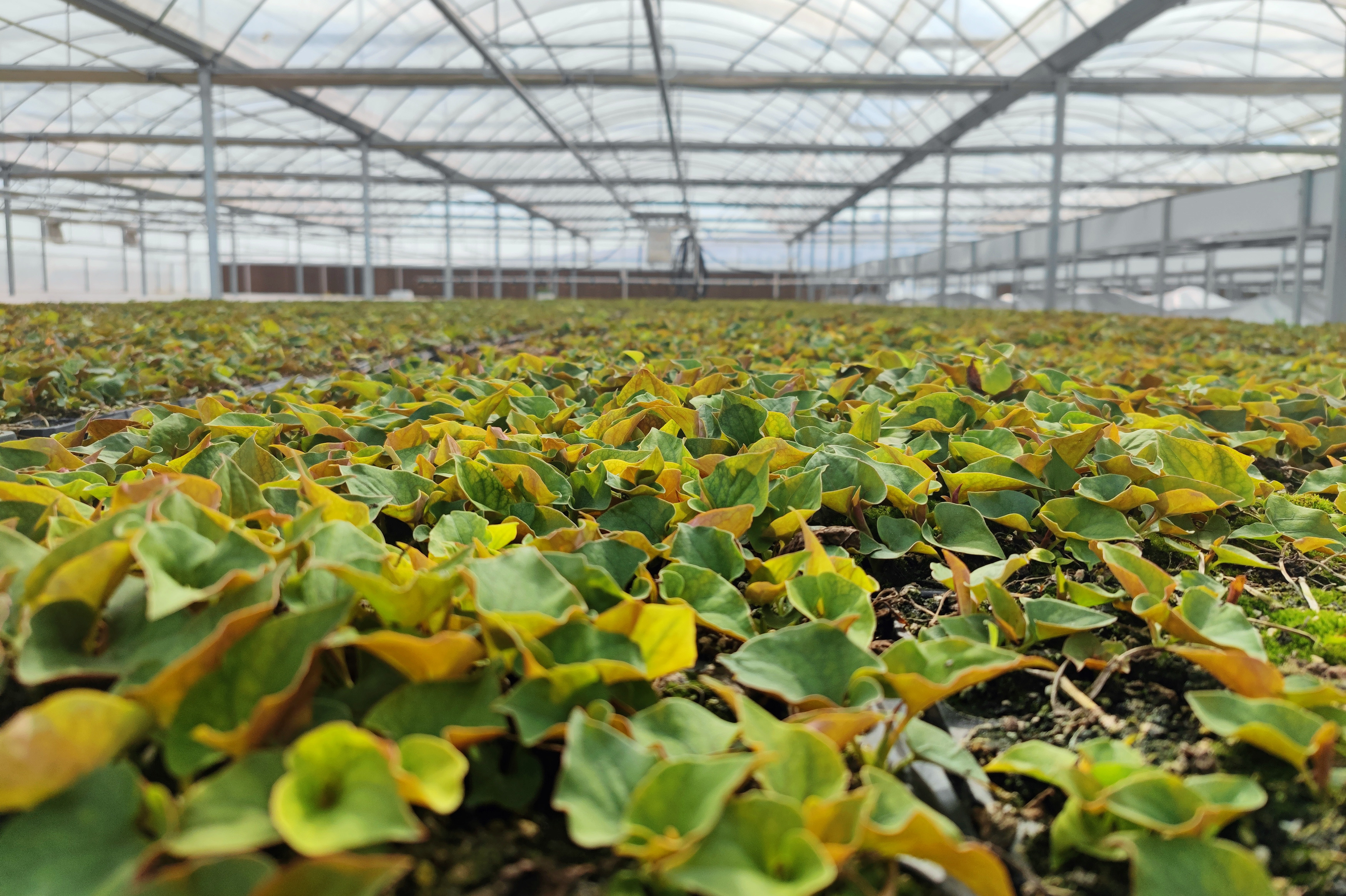 新华全媒 |记者观察:长坂坡上一株草 闯出富民新面貌