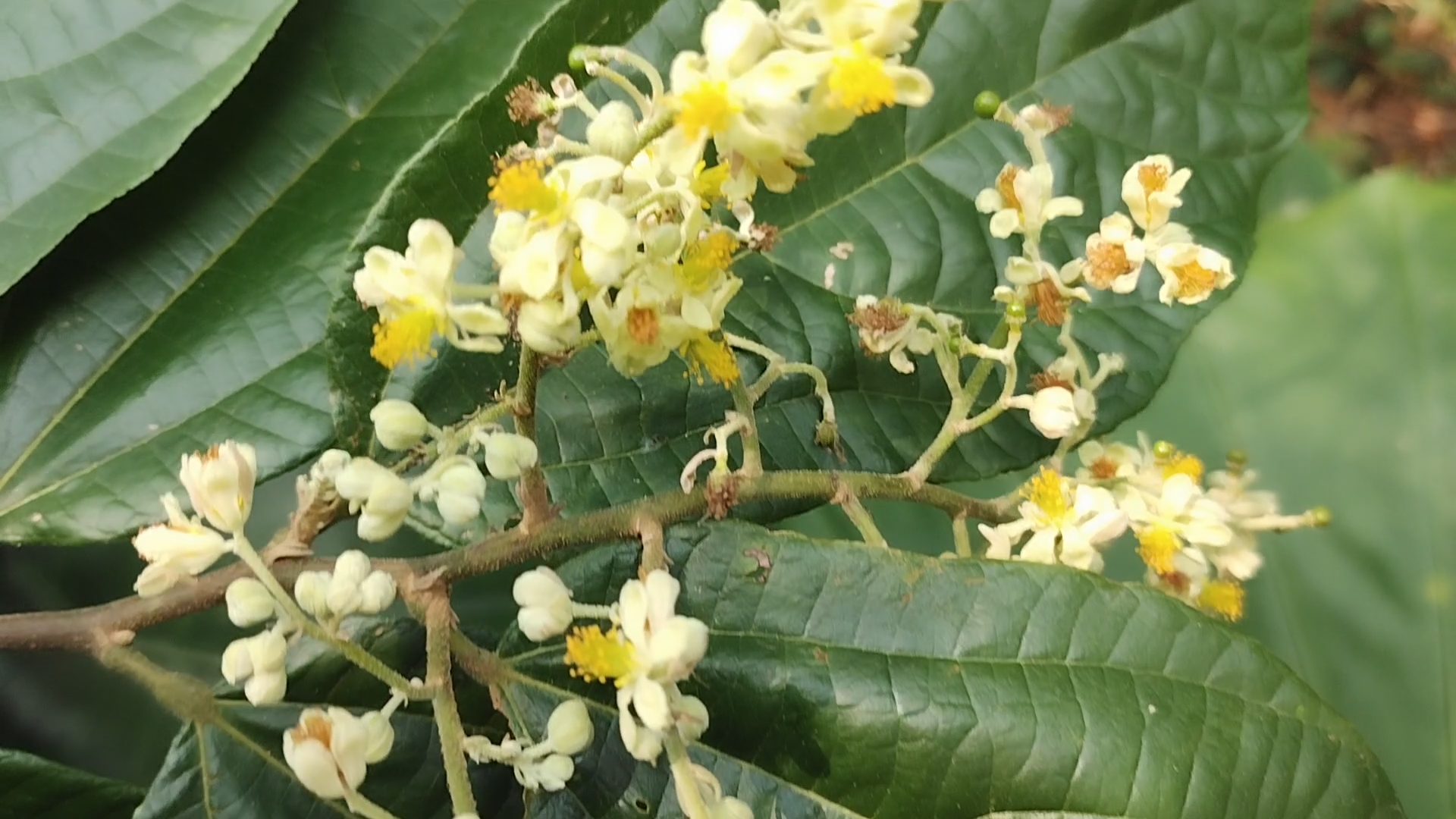 凉茶中的瑰宝;布渣叶