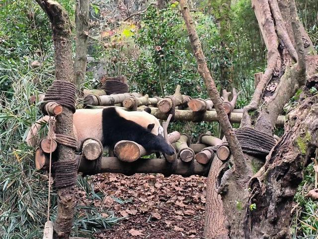 青城山熊猫谷