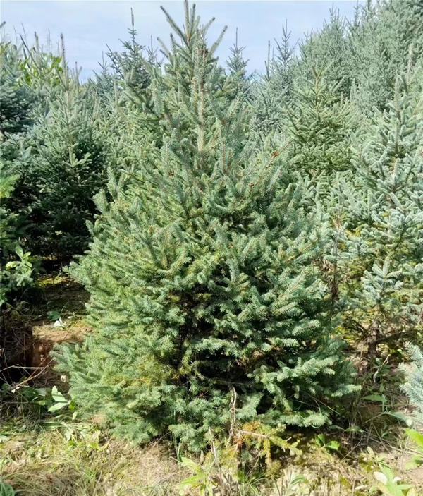 1米高云杉树价格多少钱一棵?