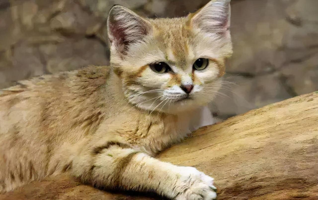 身躯娇小矮胖,只在沙漠生存,一个缺点让沙猫濒危:对人类温顺