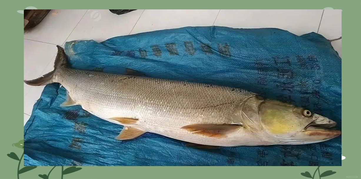 长江三峡大坝惊现巨型鱤鱼身影,引发网友对鱤鱼数量的担忧与探讨