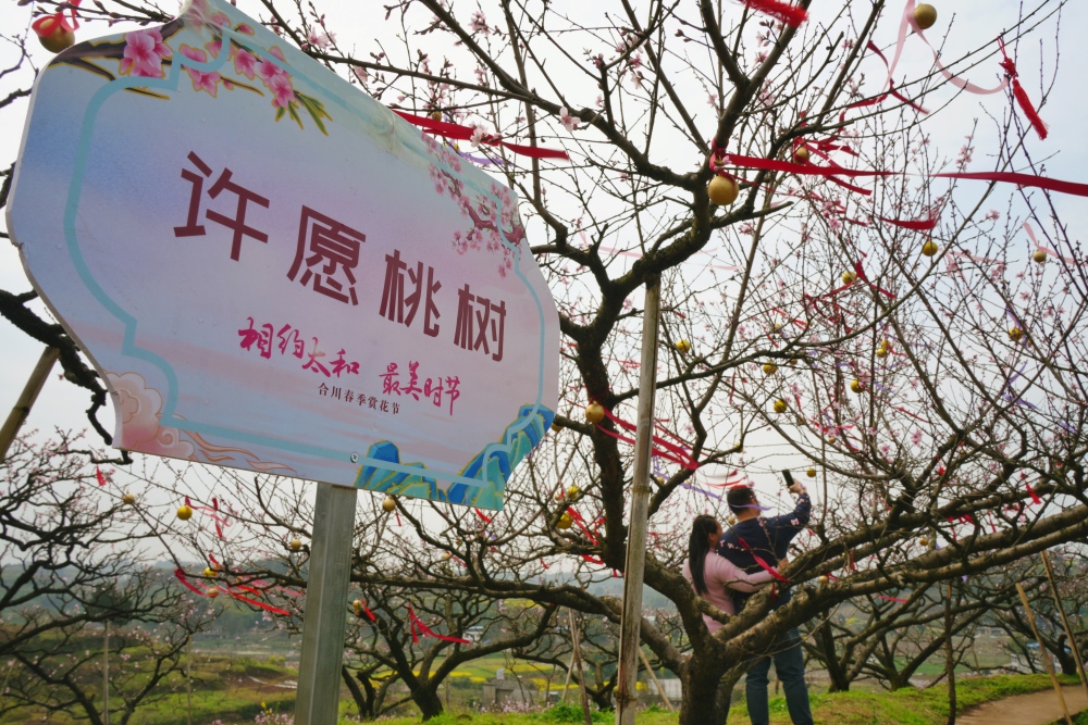 合川桃花节图片