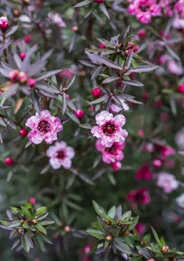 松红梅开花香吗图片