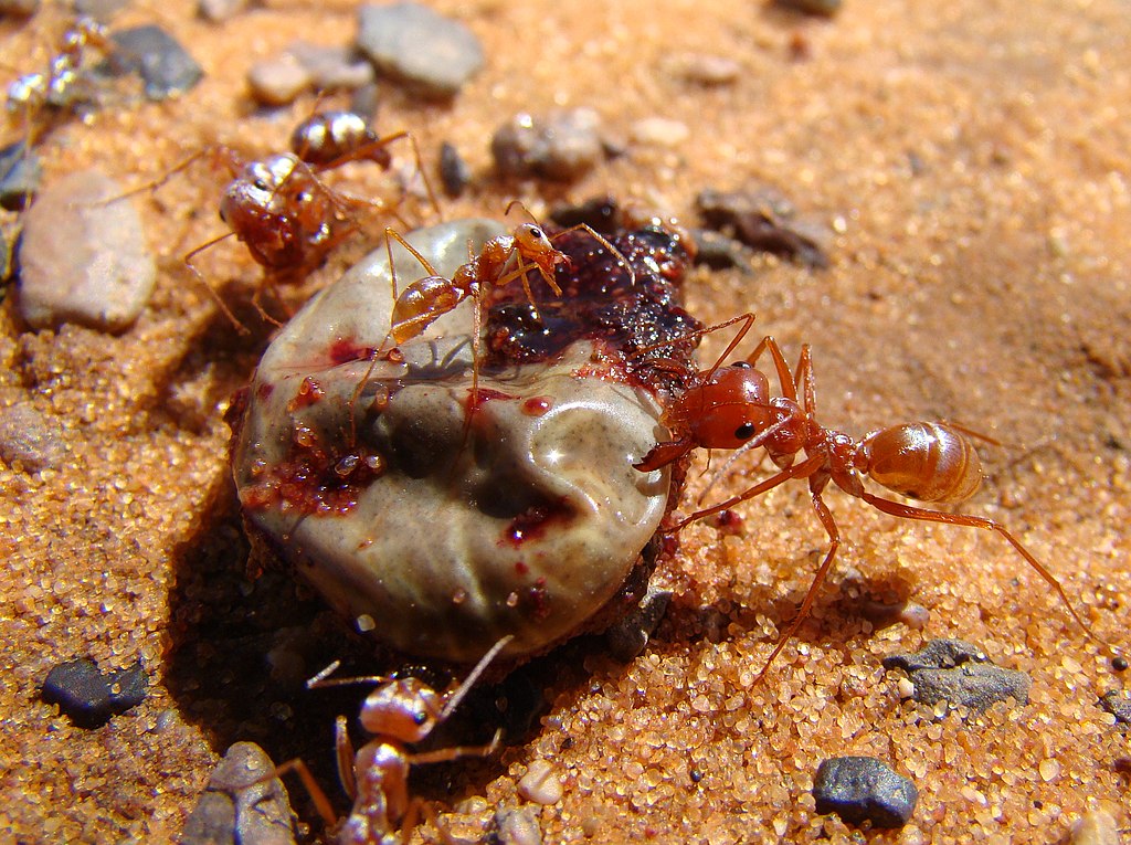撒哈拉沙漠里的快银:和高温赛跑的蚂蚁,每天只工作10分钟