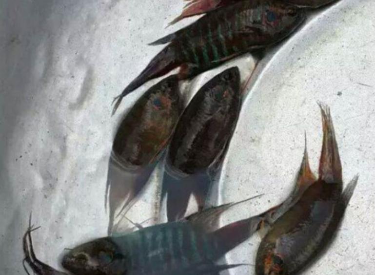 男孩河里抓到条纹鱼,拿着给爷爷看,爷爷看过后不淡定了!