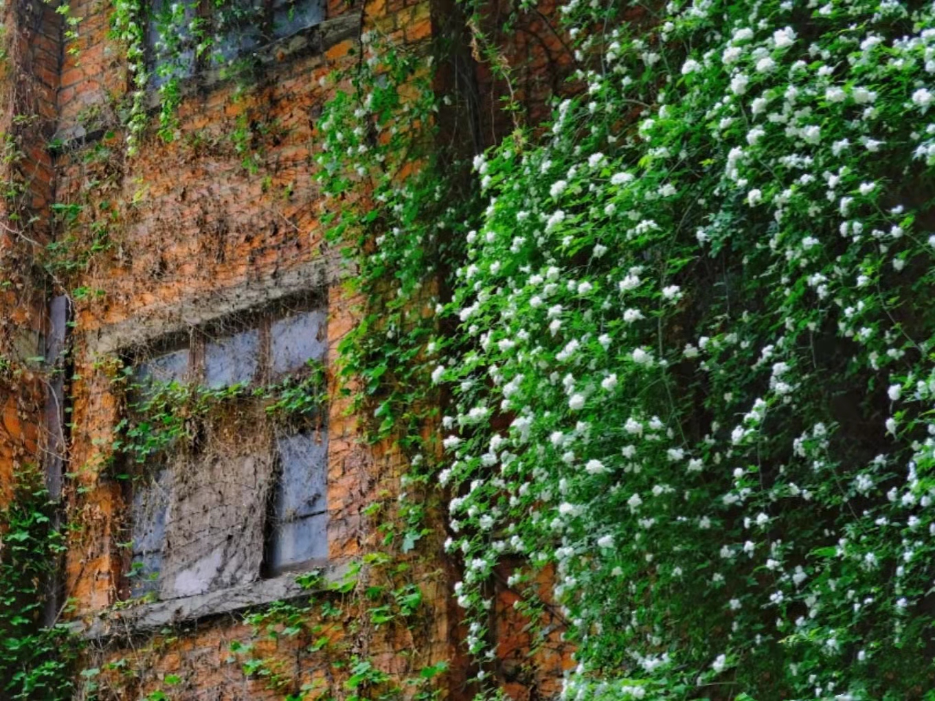 地铁口发现一处白色木香花,流淌的"花瀑布"一样,太壮观了
