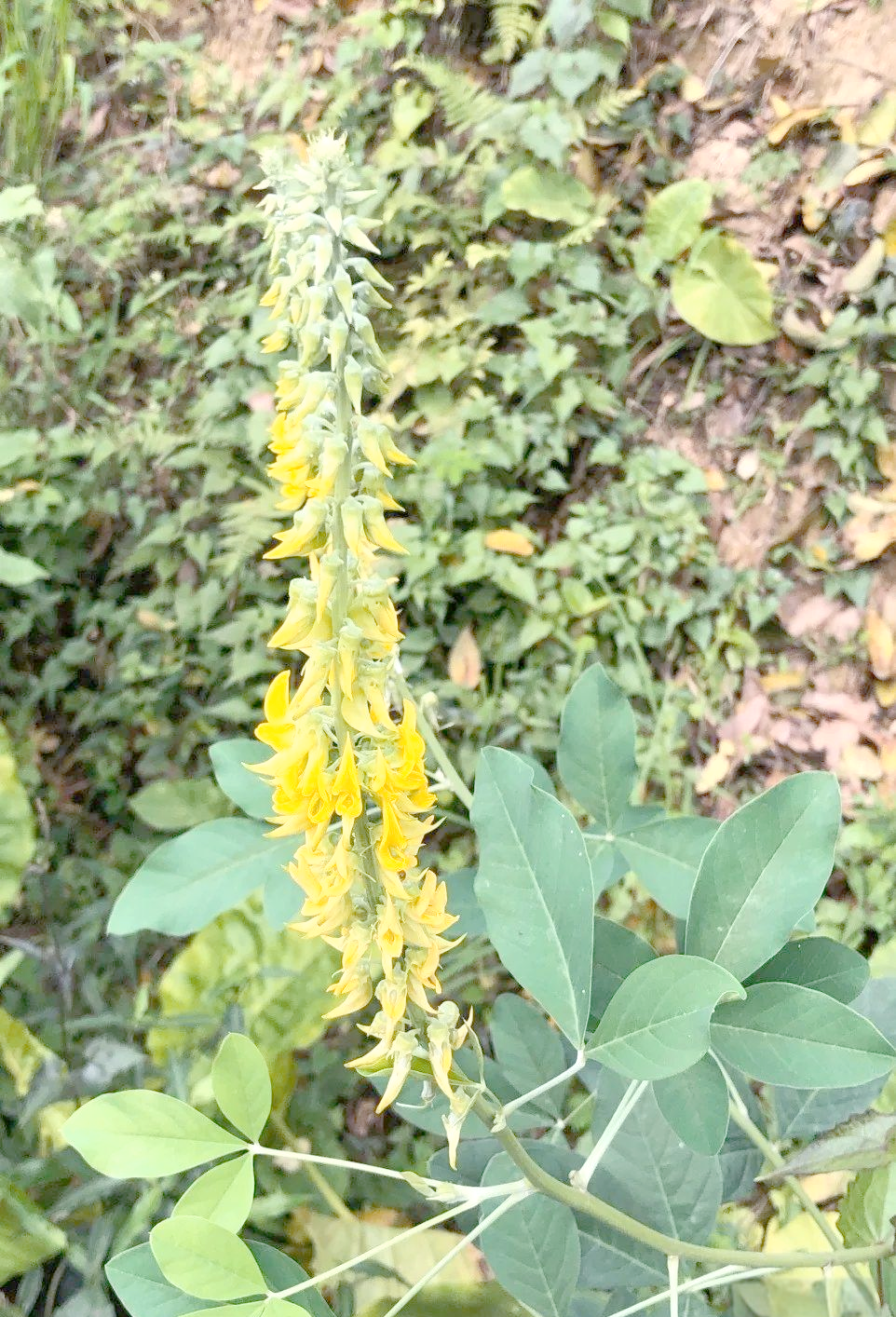 猪屎豆:名字难听但好看的植物,为何叫这个名字