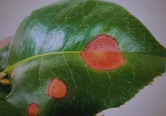 茶花常见病虫害及防治方法，保障茶花健康生长