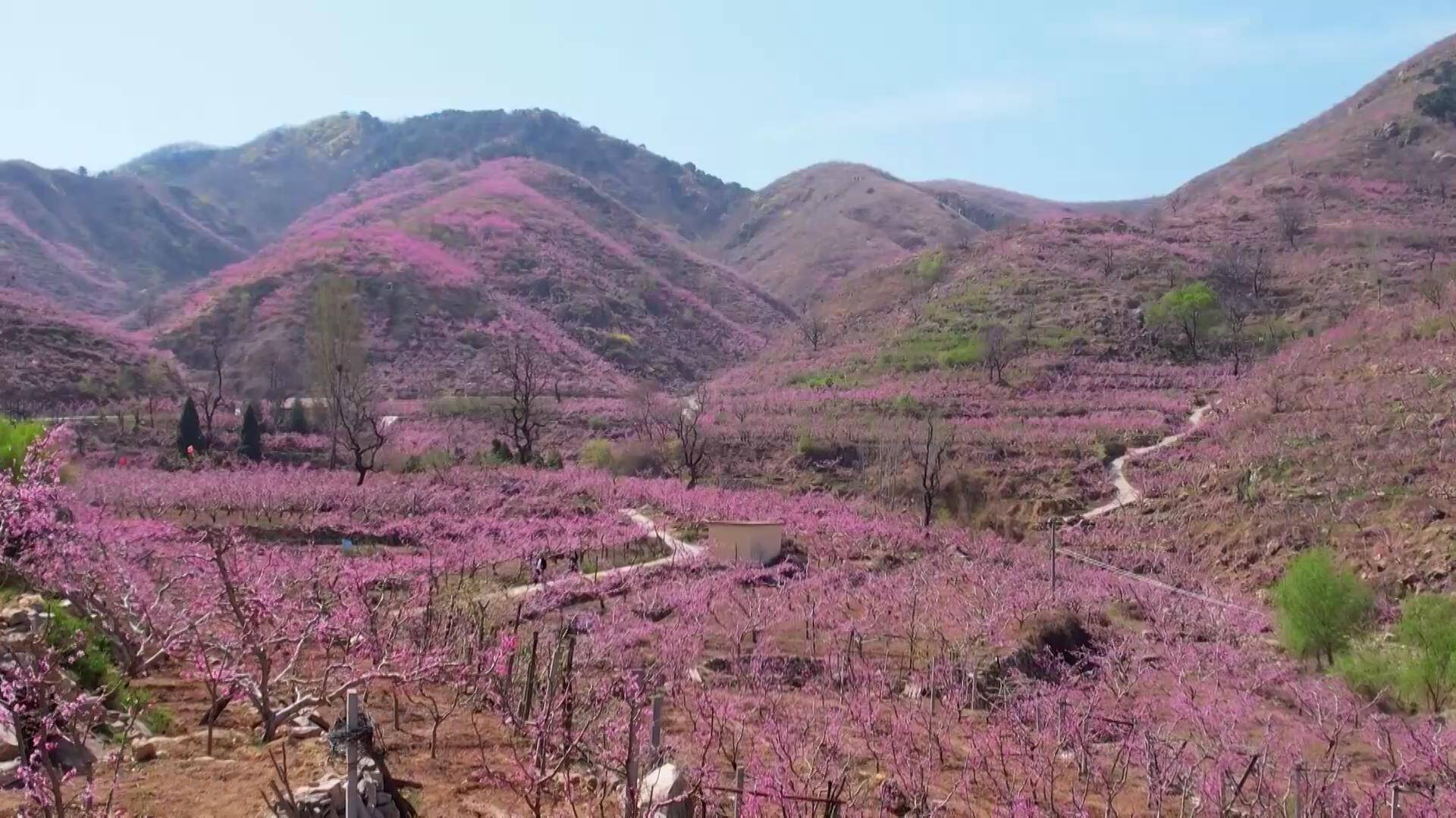 临朐嵩山桃花节图片