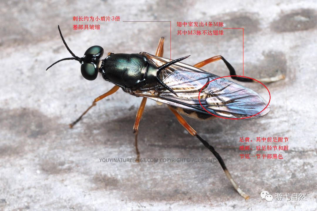 常见却不认识的虫,一只拉风的水虻