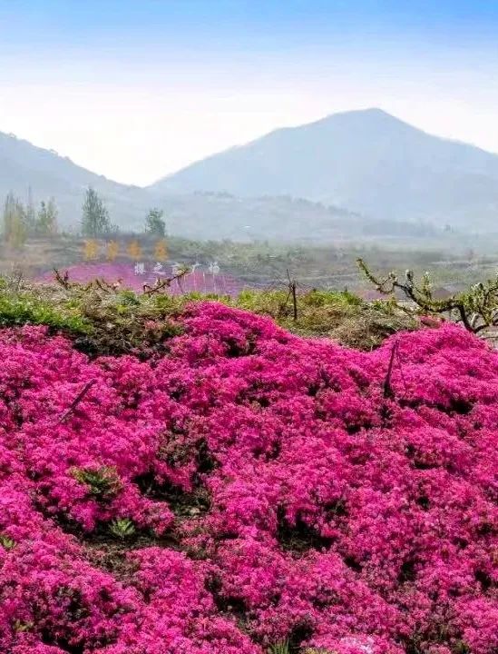 快收藏!一条攻略带你玩转烟台福山!