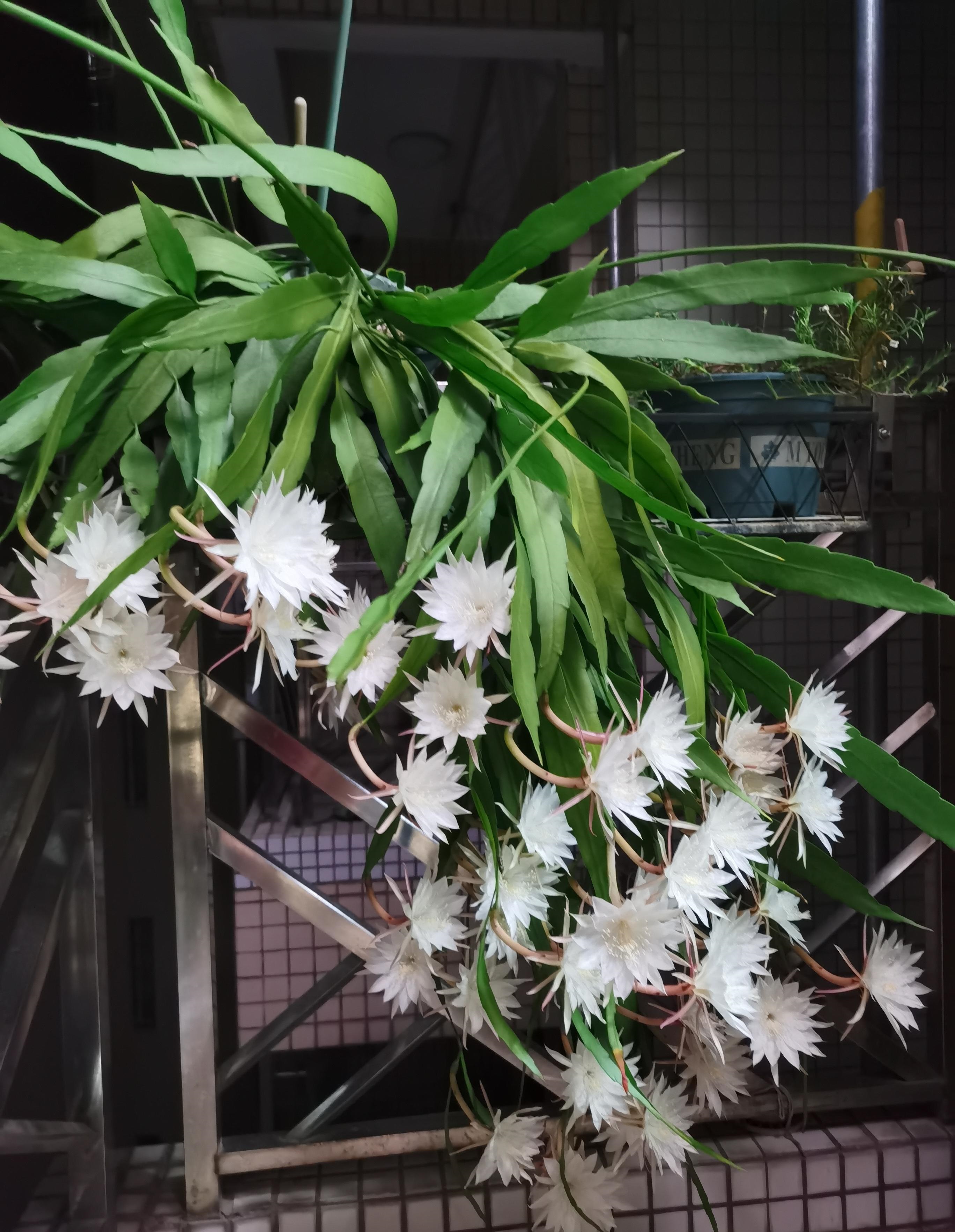 一种无刺的仙人掌,颜值奇高,香气怡人,多季绽放,深受花友欢迎