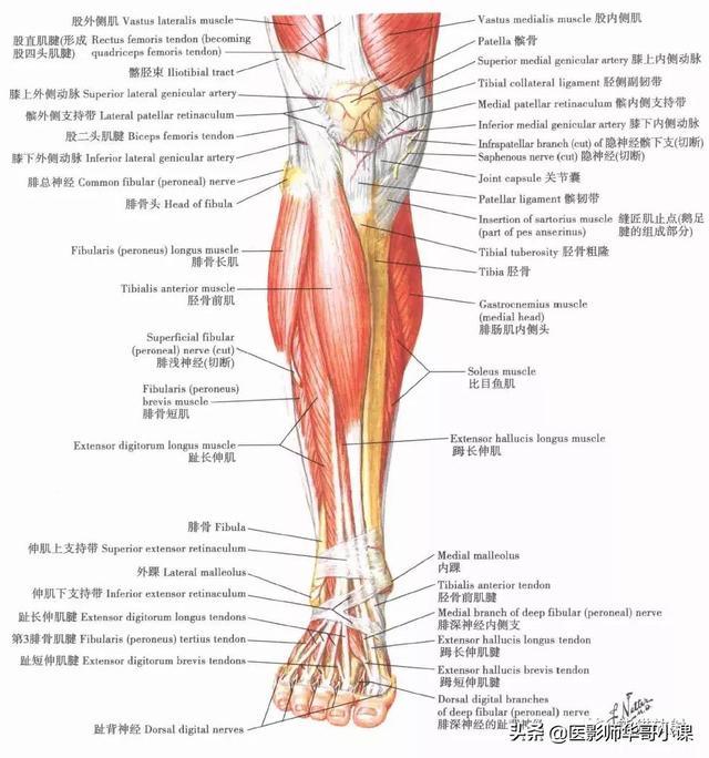 「解剖课程」奈特人体解剖彩色图谱之下肢