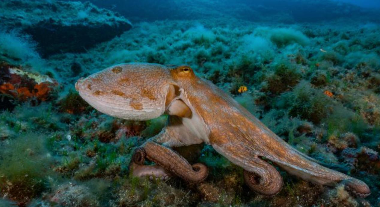 海底世界螃蟹图片