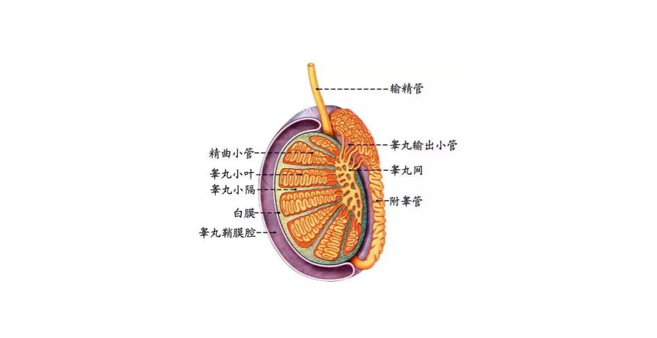 男性阴囊感染如何辨病施治