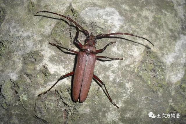 山东常见中大型天牛图鉴