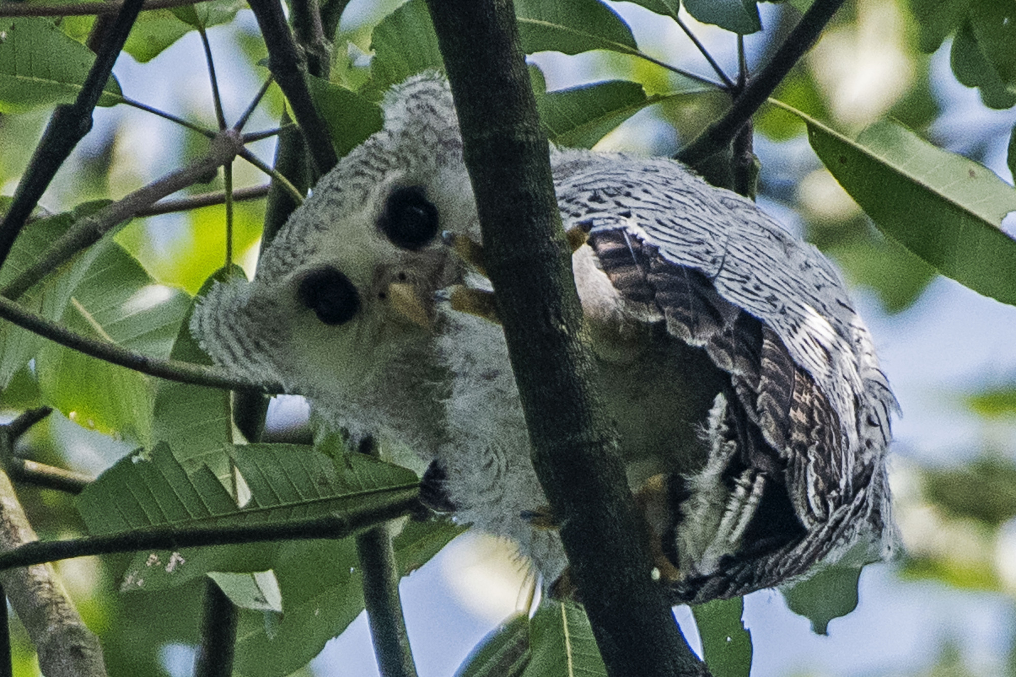 树上的马来雕鸮幼雏