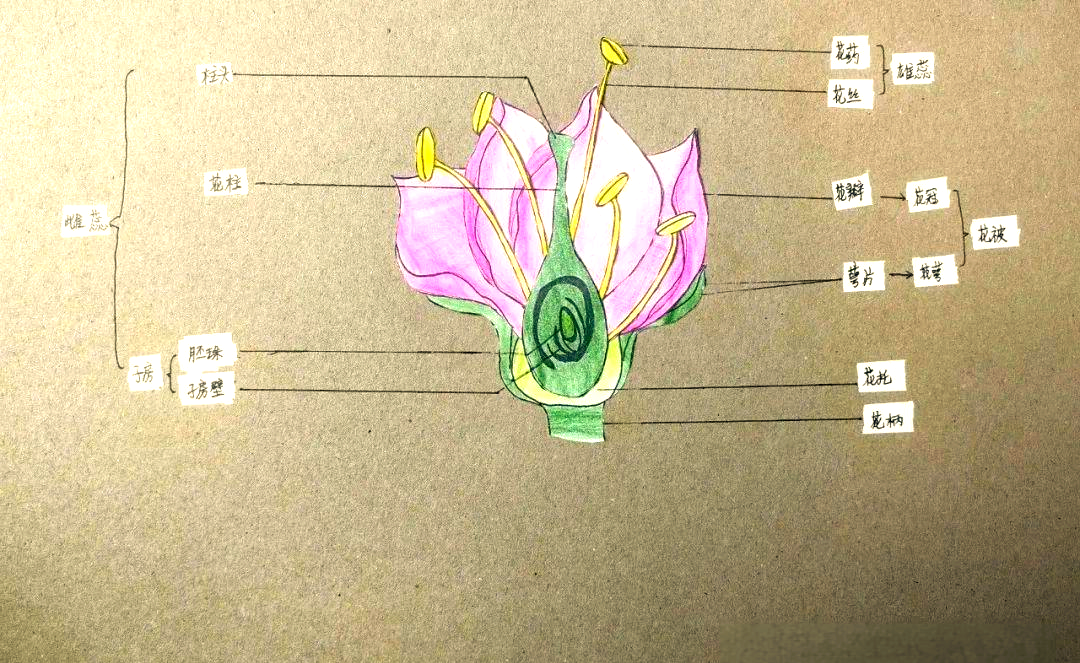 探索多种桃花模型制作方法