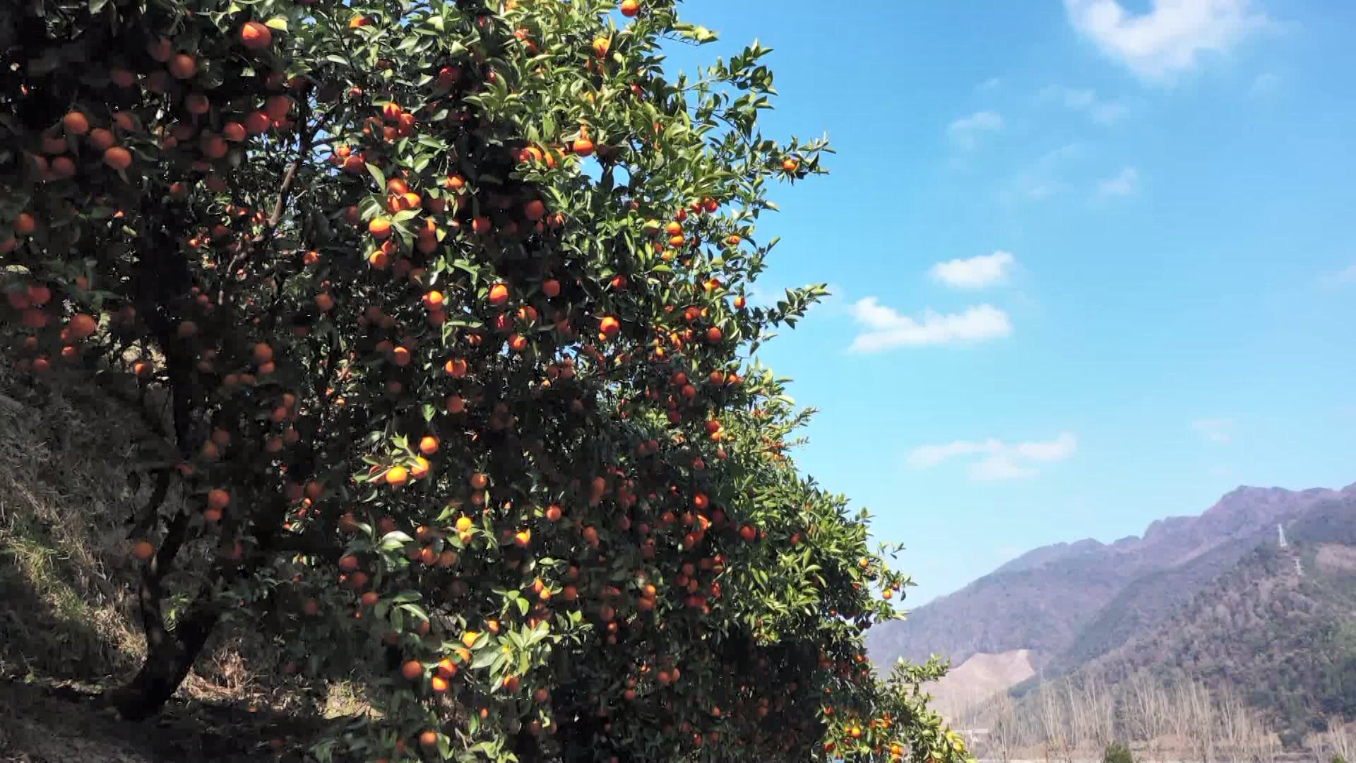 淳安:香橘满山红 橘农喜丰收