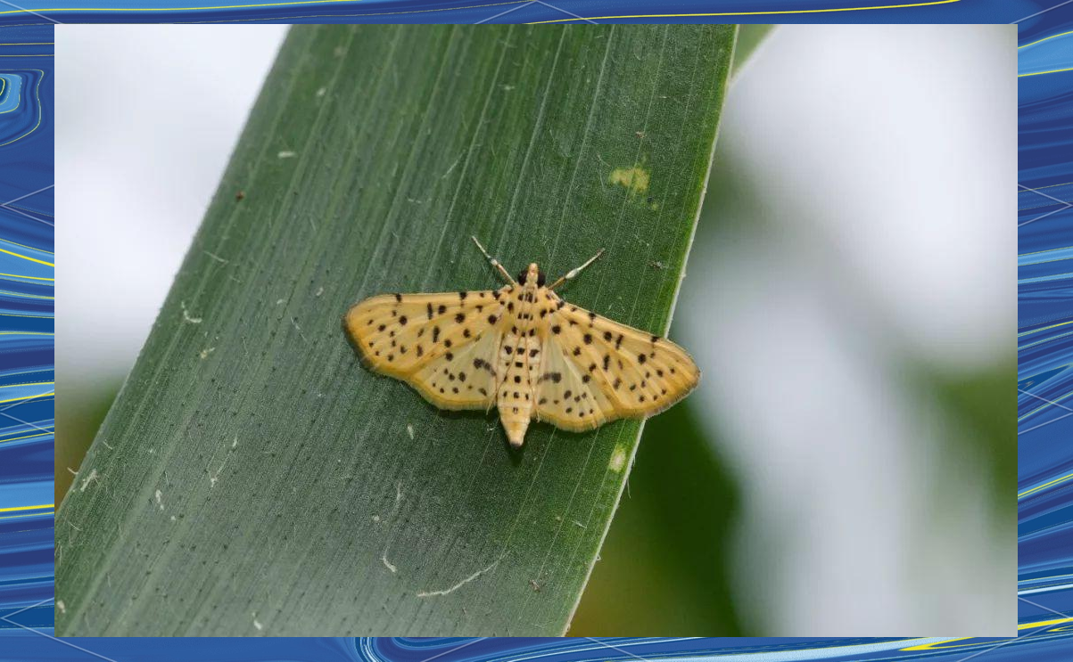 桃蛀螟的危害与防治方法