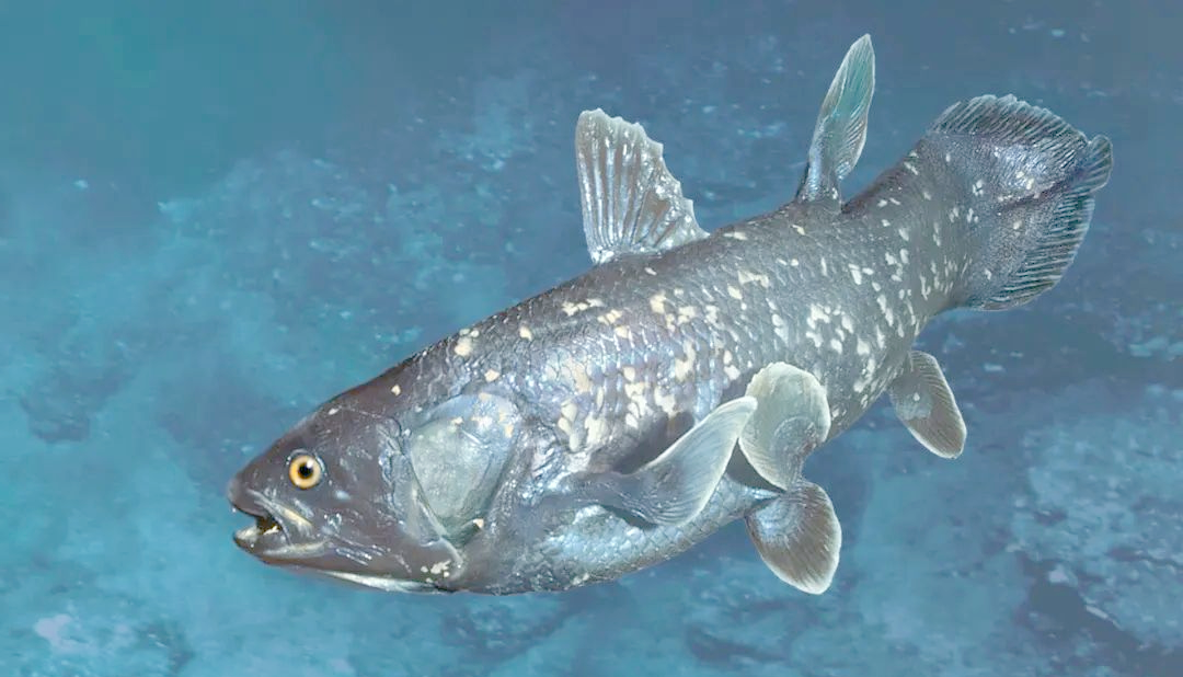 马达加斯加海域腔棘鱼重现,科学界见证进化奇迹