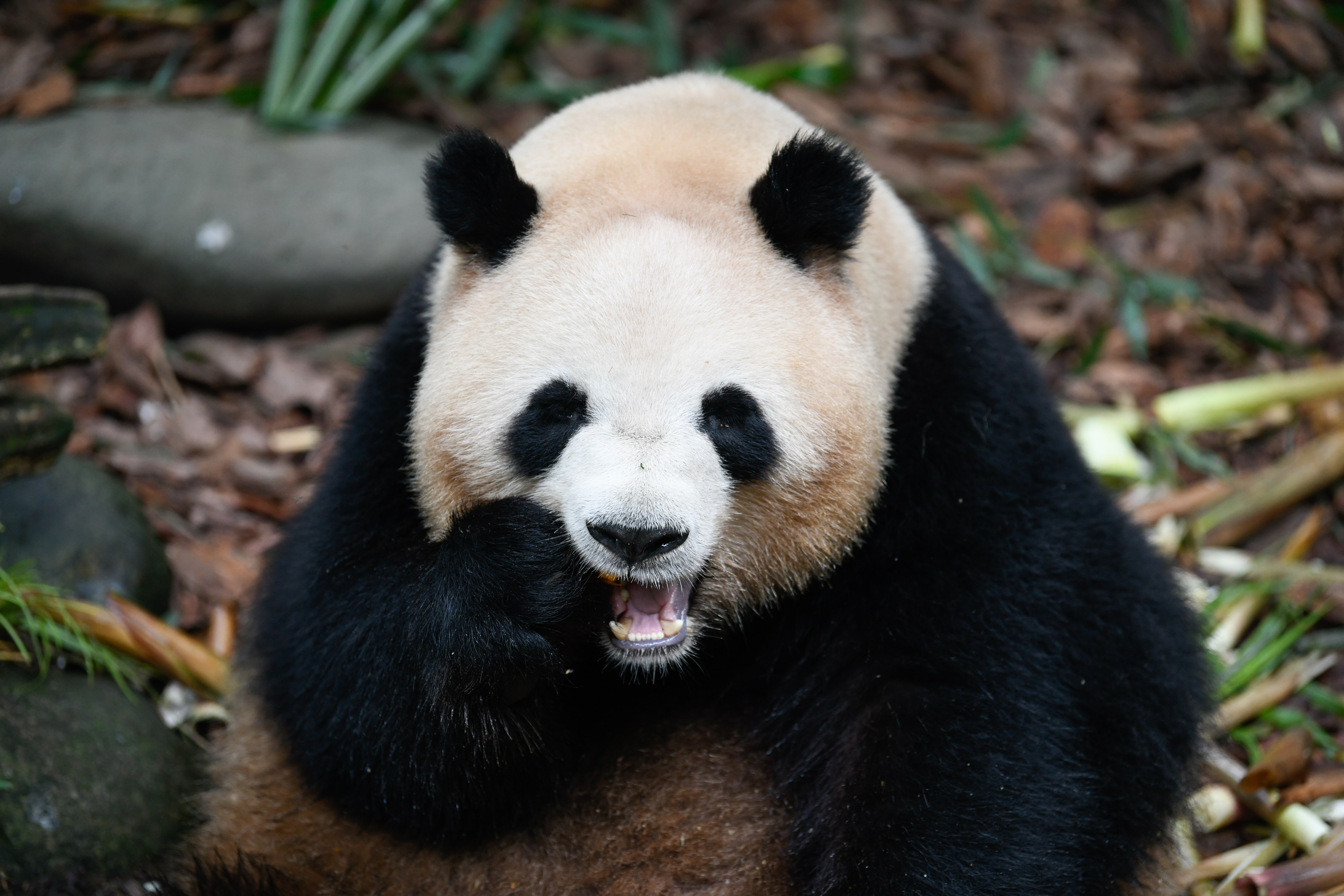 (社会)大熊猫梅兰迎来7岁生日