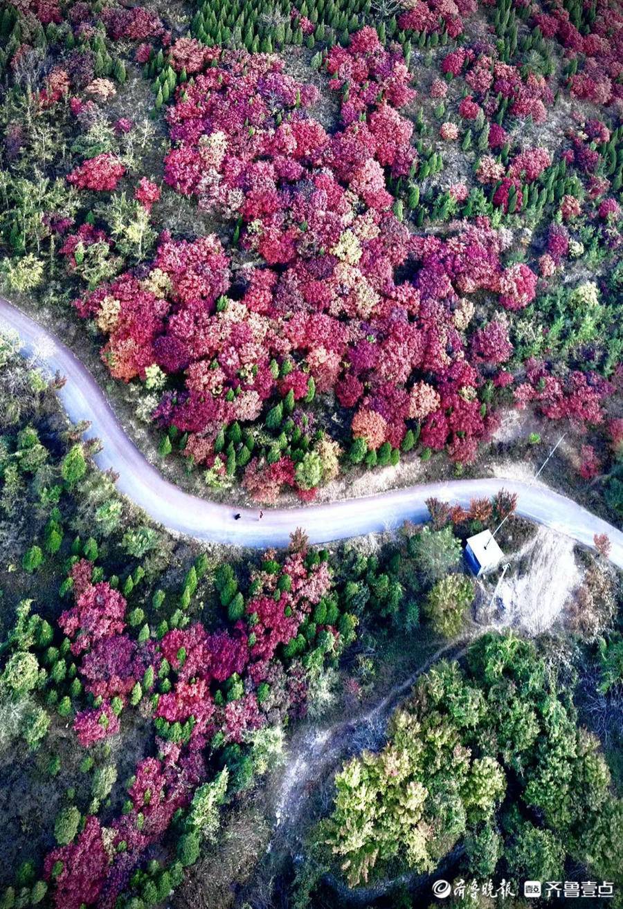 航拍济南彩石镇捎近村的红叶,漫山遍野格外耀眼
