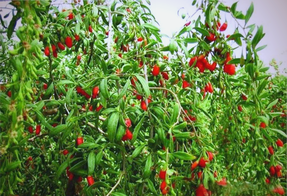 枸杞泡酒全攻略:红参,常春果,桑葚皆可搭配