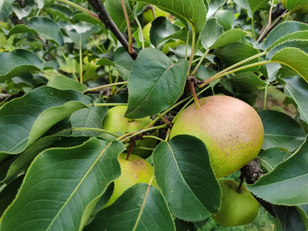 延边苹果梨|即将上市|提前预定|优惠多多