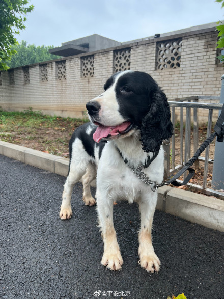 陰雨濛濛的天兒訓練,適合警犬寶寶體質