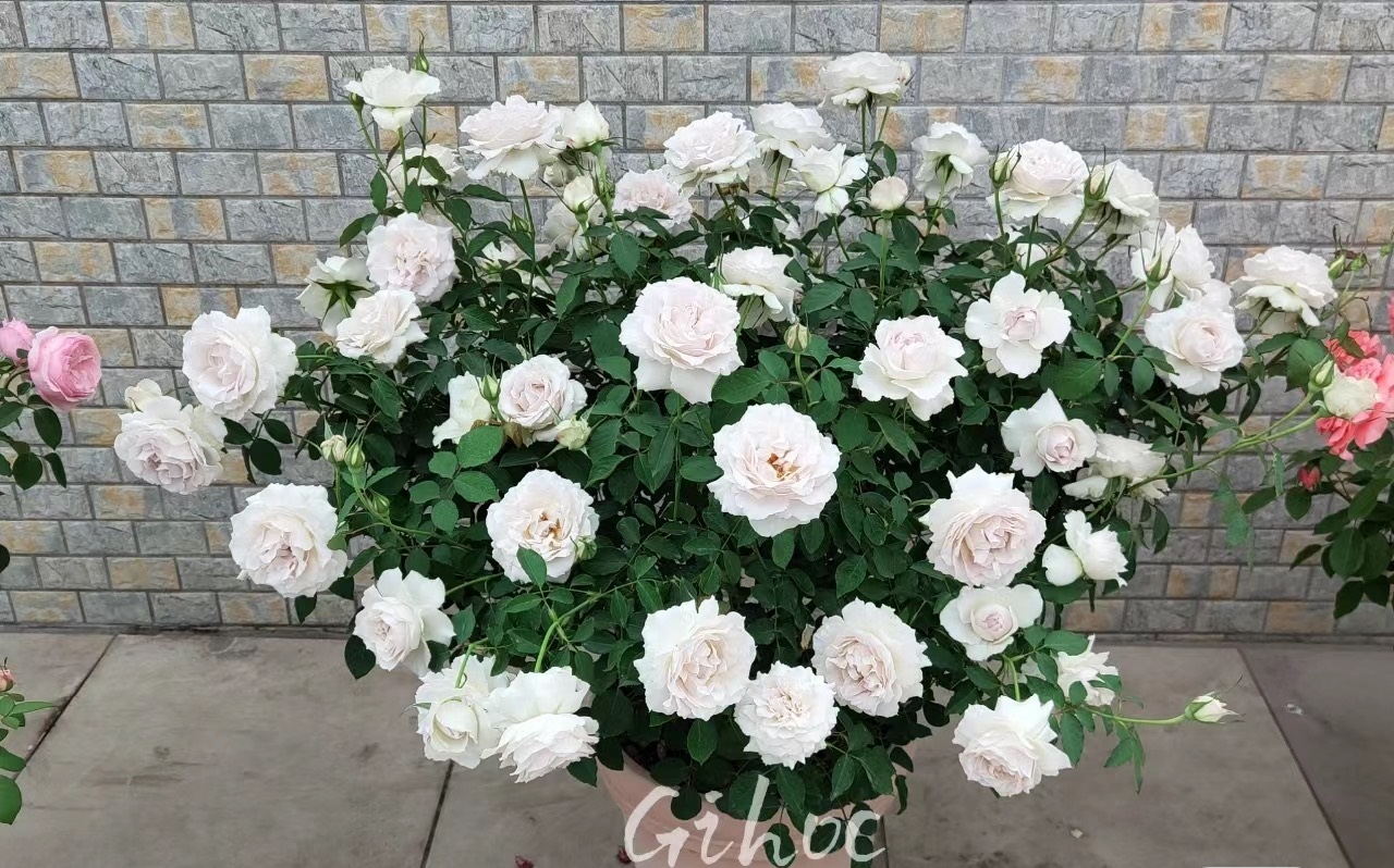 河本月季"莎菲天使",颜值高,香味足,多季绽放,夏花也漂亮!