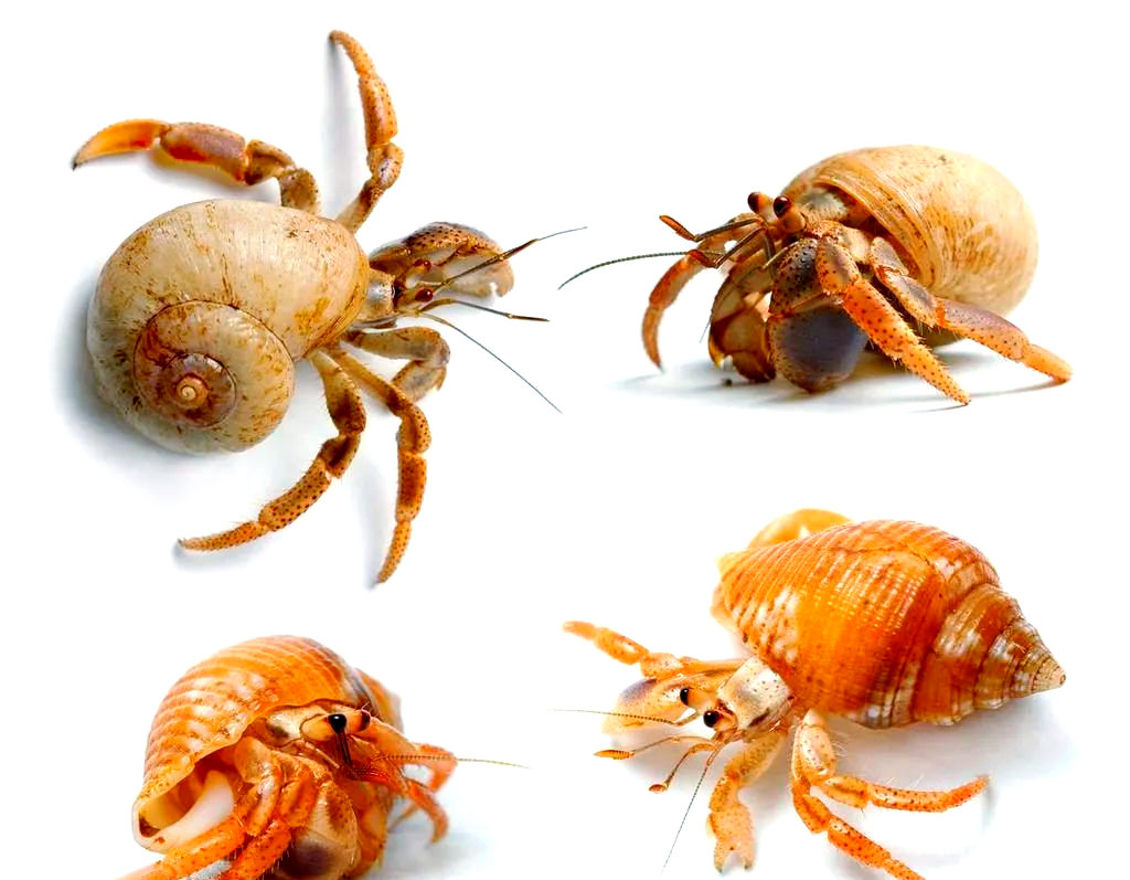 寄居蟹:背着海螺壳的小螃蟹,它们的世界你了解多少?